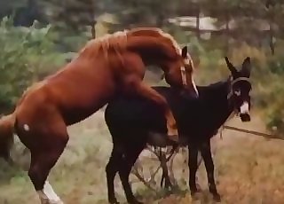 Two amazing stallions have amazing fucky-fucky